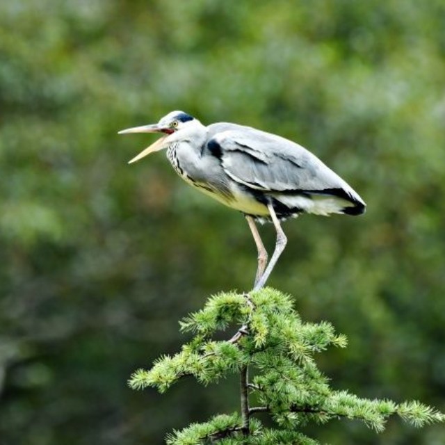 木の上にとまって鳴くアオサギ  ※画像はイメージです（dreamnikon／stock.adobe.com）