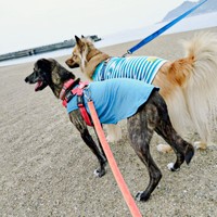 海辺を散歩する（手前）あーちゃん、（奥）くーちゃん（画像提供：雑種のくーちゃんさん）
