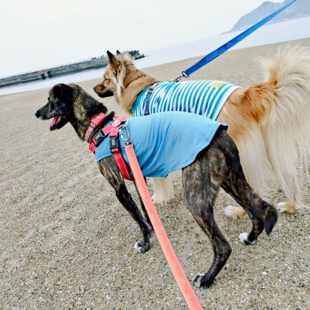海辺を散歩する（手前）あーちゃん、（奥）くーちゃん（画像提供：雑種のくーちゃんさん）