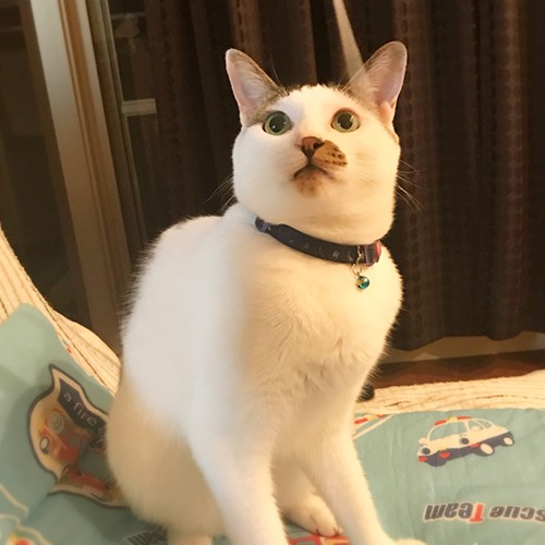 フワフワの毛並み、ママは健康チェックも欠かさない