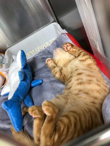 子猫はトイレで寝がち（保護主さん提供）