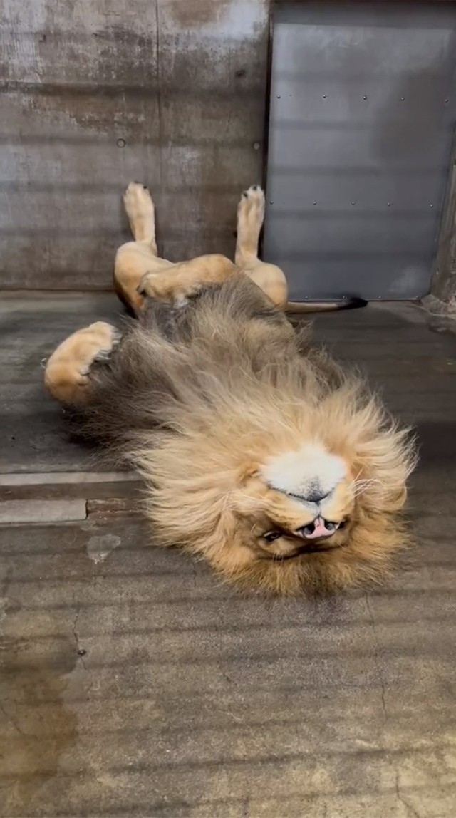 あごをグーンとのばすオリト（画像提供：旭山動物園 ※一部画像をトリミングしています）