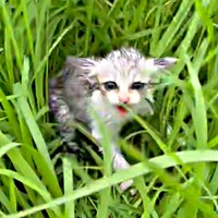 びしょ濡れになって鳴いていたあめちゃん（画像提供：まつしょーとあめちゃん）
