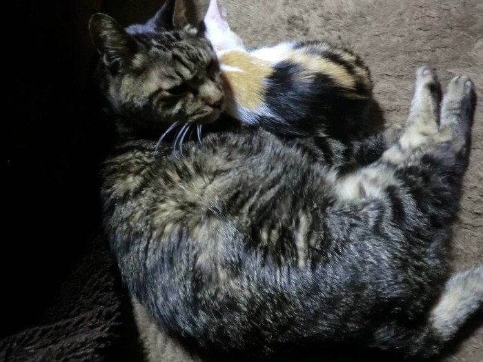 長老猫じじくんは、子猫が来るたびに可愛がった