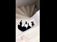 飼い主さんを階段で待ちかまえるシノスケくん（画像提供：nenekoさん）