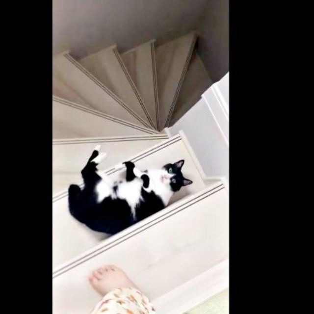 飼い主さんを階段で待ちかまえるシノスケくん（画像提供：nenekoさん）