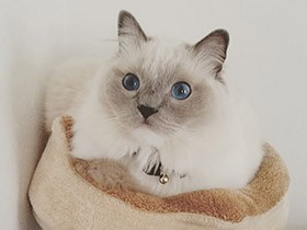 キャットタワーの上できょとん　ラグドールの「マリー」