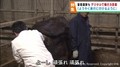 難産で獣医を要請
