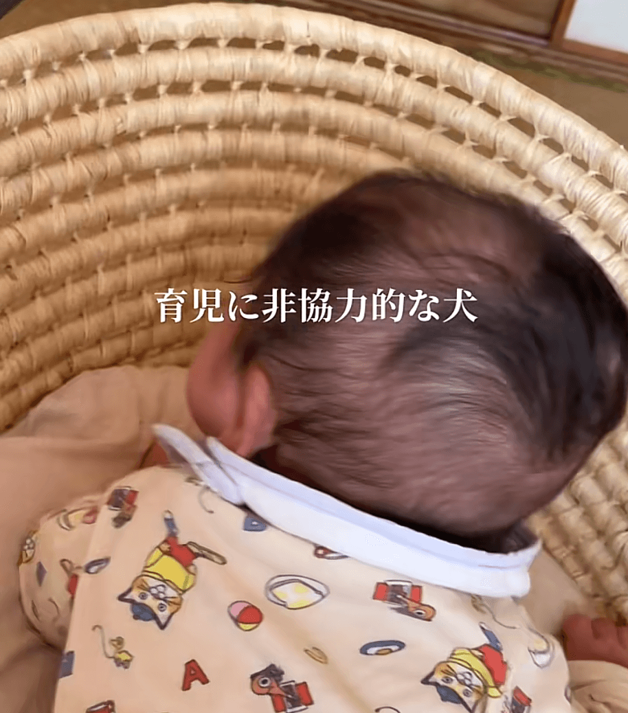 ベビーバスケットで泣いている赤ちゃん。すぐ隣にいるワンちゃんの表情に注目（提供：@bunbunshakureさん）
