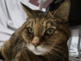 通院するとストレスでご飯を食べなくなる愛猫　突然の発作で飼い主が選んだのは往診