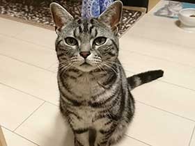 両手をそろえて大好きおやつをおねだり　アメショーの「ナイト」