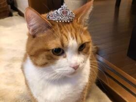 靴下や手袋をくわえてうにゃうにゃ鳴きながら猛ダッシュ！！　マンチカンの「まる」　