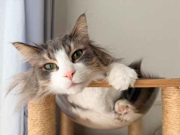 透明ボウルに入ってくつろぐkiriくん（画像提供：kiriくん）