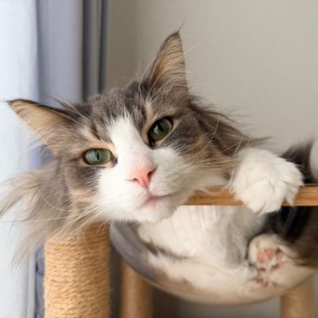 透明ボウルに入ってくつろぐkiriくん（画像提供：kiriくん）