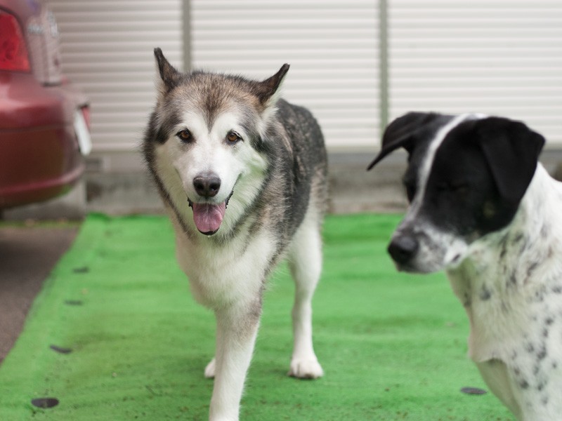 「サワです。私が主役だからって嫌な顔をしないのよ、アネラ」（小林写函撮影）
