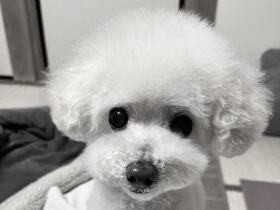 ご飯の１時間前にはスタンバイ　シニアになっても遊びとご飯に全力なトイプー「嵐」