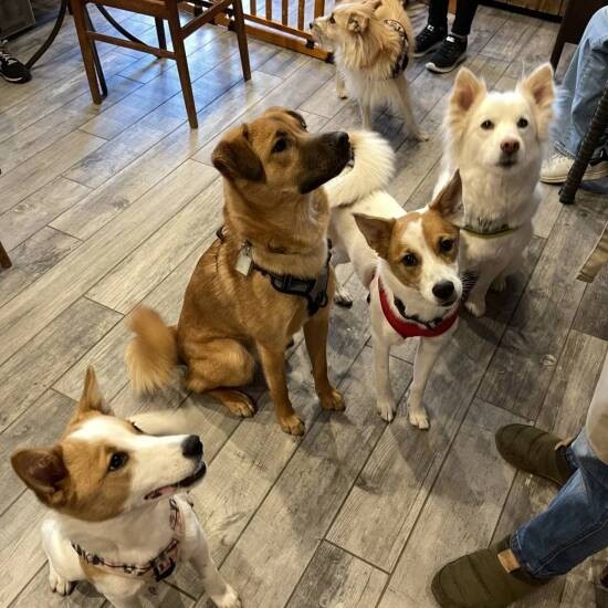 母犬やきょうだい、一緒に育った犬たちは今でも家族のような存在（団野健さん提供）