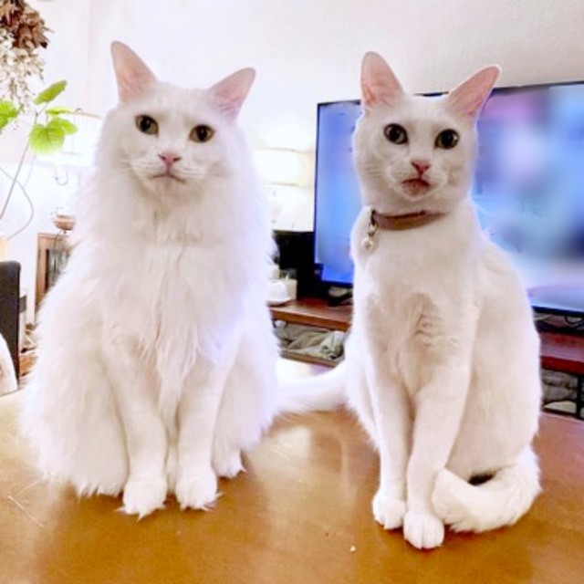 すくすく成長したレオちゃん（左）とミルちゃん（右）（画像提供：はんびらミルとおとろレオさん）