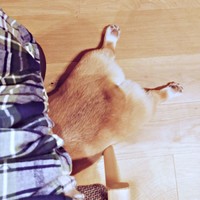 おうちでもこの通り！ 足元で寝そべるニコくん（画像提供：くぅこ@コーギーのいる暮らしさん）