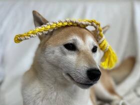 寛容な心でいたずらを受け入れる？　ソファでくつろぐ柴犬「ちゃこ」　