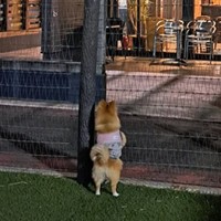 ドッグランで犬が見ていたのは…（画像提供：白足のもかとブラタンのるるさん）※画像は一部トリミング