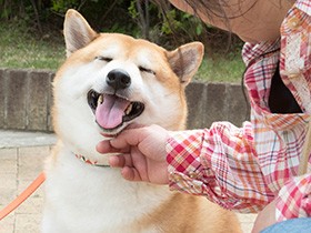 愛犬がもっと喜ぶ「ごほうび」をみつけよう　上手に選んで使うと犬とより仲良くなれる