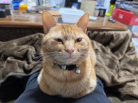 飼い主さんの膝上でくつろぐちくわちゃん（画像提供：まさきさん）