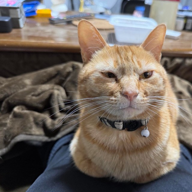 飼い主さんの膝上でくつろぐちくわちゃん（画像提供：まさきさん）