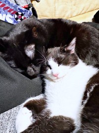 仲良く昼寝（左から）先住猫・こばんくん、こねぎくん（画像提供：ともさん）