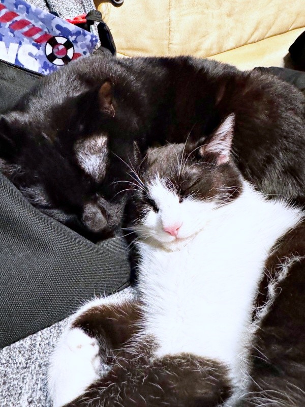 仲良く昼寝（左から）先住猫・こばんくん、こねぎくん（画像提供：ともさん）