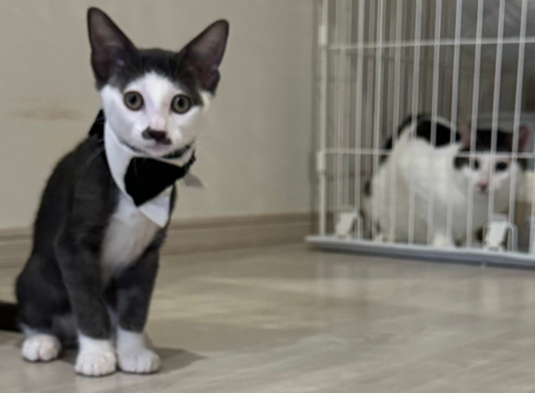 タキシード姿がビシッと決まった猫さん……ちょび髭に蝶ネクタイが似合い