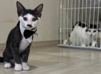 子猫の頃でもすでに凛々しい様子（提供：パッツン前髪のセロイと弟プランスさん）