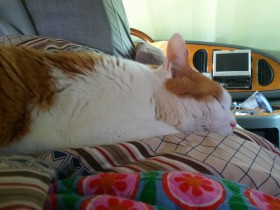 犬は喜び、猫は丸くなった　キャンピングカーで行ったスキー旅行