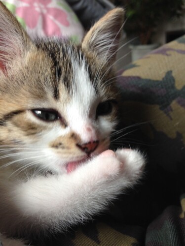 警察署で保護された後、真美さんの夫、茂由希さんと出会ったカブ。茂由希さんが「引き取ります」と申し出ると、署内に拍手が湧いたという（真美さん提供）