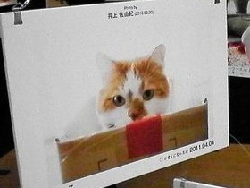 sippo特別写真展「みんなイヌ、みんなネコ」　川越でも開催