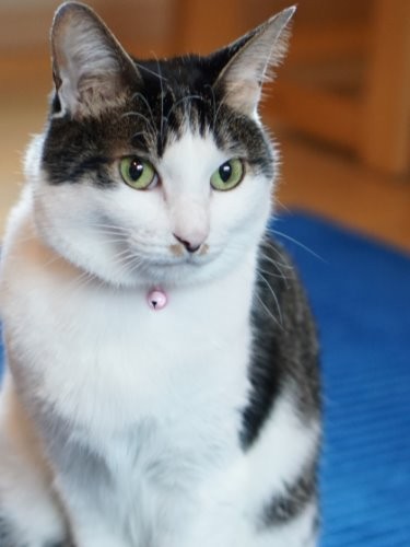 美人さん　サボを見ると思わずそんな言葉が出てくる