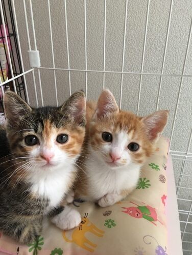 家にきたころの「おあげ」