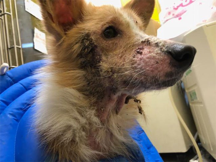 Before　入院中の「風雅くん」。衛生状態が悪いところで暮らしていたため、ニキビダニが皮膚の下に多く感染し、マラセチア菌も。痒みがひどいためか、夜中に悲鳴のような声もあげていたとか