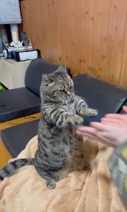 「ほいっ♪」（動画からキャプチャー／提供：はると さん）