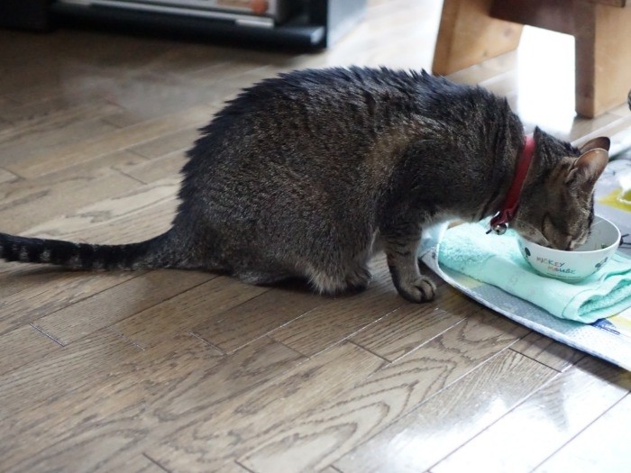 好物は茹でキャベツに菜っ葉に…