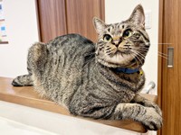 ふっくらイケニャンになったふくくん（画像提供：むぎさん）