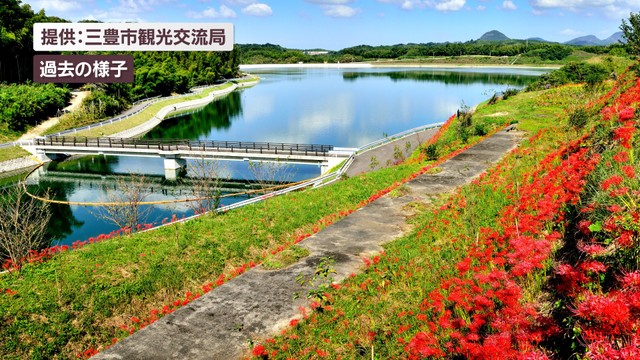 三豊市の宝山湖周辺の「ヒガンバナ」