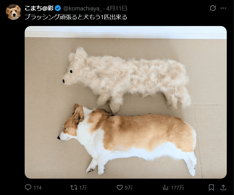 抜け毛までかわいい！こまちちゃん