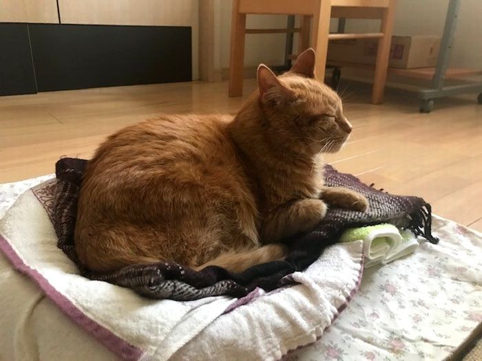 やっぱり好きなのは、前の家で使い慣れたベッドらしい