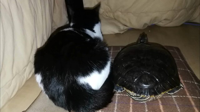 成長したぐいちゃん／飼い主さん提供