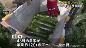 夏野菜ズッキーニの収穫が盛ん　宮城・栗原市
