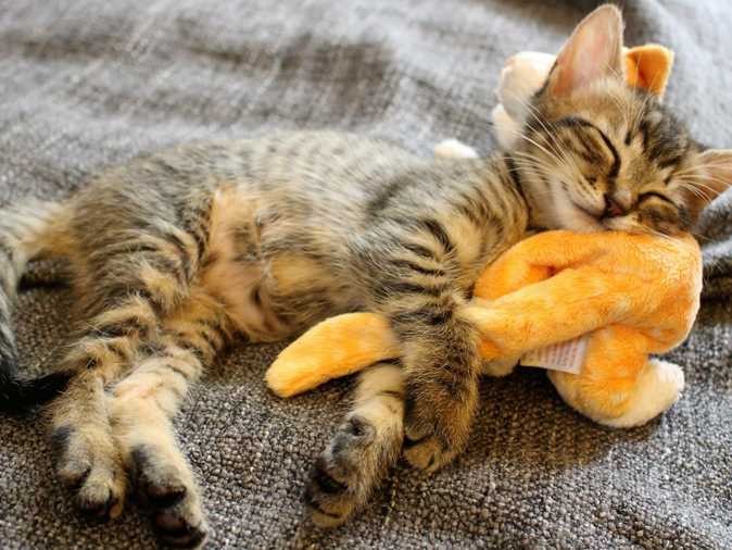 保護猫のクルミ、家族みんなのかわいい妹よ