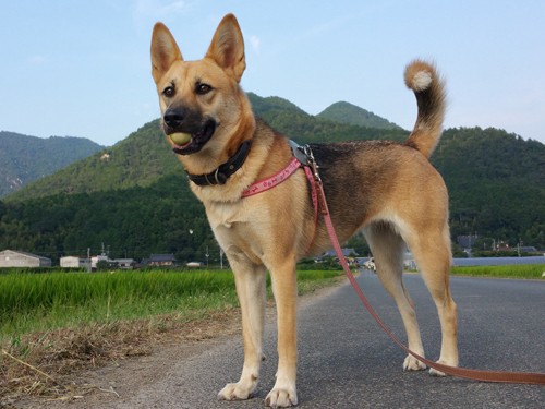 家族みんなに愛されて幸せ　雑種犬のたまお