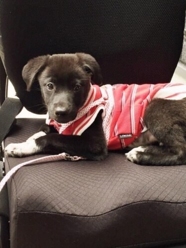 家にきたころの「ロック」