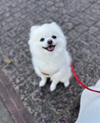 大きな笑顔でお散歩中！（画像提供：ぼく、ポメラニアンのぽんちゃん！）